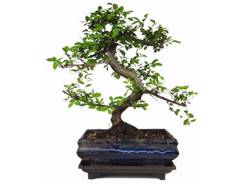 Bonsaï personnalisé