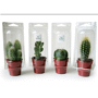 Cactus Au choixNaturel