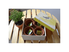 Coffret aromatique bois