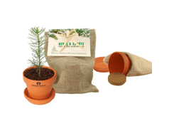 Croissance à Noël, graines d'épicéa, incl. marquag