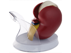 Dévidoir rouleau adhésif organe