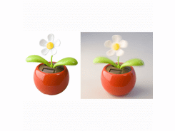 Fleur dansante samba