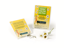 Graine de marguerite