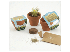 Graine de marguerite avec pot