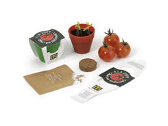 Graine de tomates avec pot