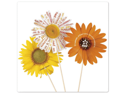 Graine en forme de fleurs