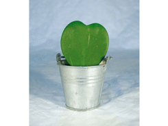 Hoya - Pot zinc 6,5-7 cm