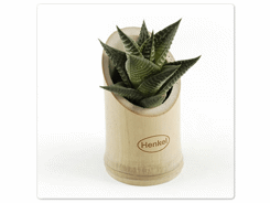 Mini plante bambou ecolo