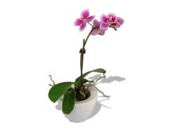 Orchidée petit modèle
