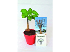 Plant de Baobab