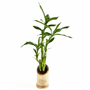 Plante cannes chinoises Au choixBambou