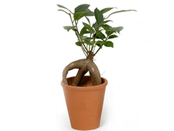 Plante Ficus ginseng