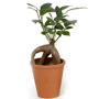 Plante Ficus ginseng Au choixNaturel