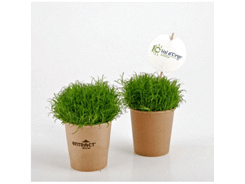 Sagine en Gobelet kraft