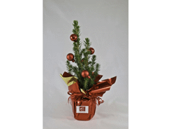 Sapin en pot de 10 cm de diamètre avec déco