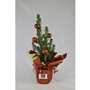 Sapin en pot de 10 cm de diamètre avec déco Au choixMa couleur