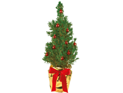 Sapin rouge 35-45 cm, dans un emballage individuel
