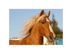 Sous -main cheval personnalisé