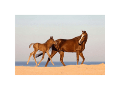 Sous -main cheval publicitaire