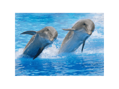 Sous-main dauphin personnalisé