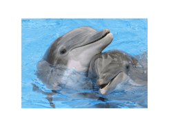 Sous-main dauphin publicitaire