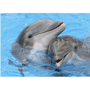 Sous-main dauphin publicitaire Au choixQuadri