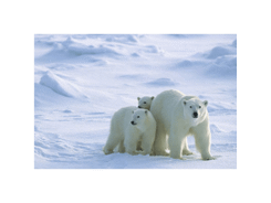 Sous -main "ours polaire"