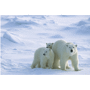 Sous -main "ours polaire" Au choixQuadri